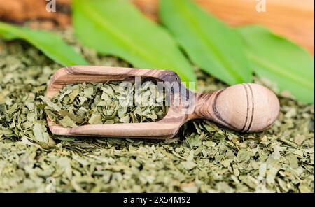 ramson, Buckrams, wilder Knoblauch, breitblättriger Knoblauch, HolzKnoblauch, Bärenlauchblättchen, BärenKnoblauch (Allium ursinum), wilde Knoblauchblätter, frisch und getrocknet auf A Stockfoto