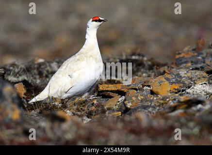 Alaska Rock Ptarmigan, Alaska Snow Chicken (Lagopus muta kelloggae, Lagopus Kelloggae), männlich in der Tundra, USA, Alaska Stockfoto