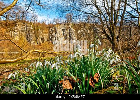 Galanthus nivalis, blühende Schneeglöckchen vor der Felsformation Sieben Jungfrauen im Frühjahr, Deutschland, Nordrhein-Westfalen, sauer Stockfoto