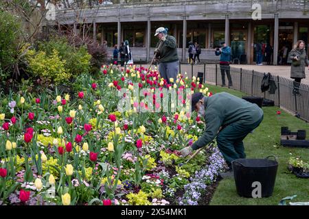 Gärtner pflegen Blumen, Pflanzen und Beete im St. Jamess Park am 9. April 2024 in London, Vereinigtes Königreich. Der St Jamess Park ist ein 23 Hektar großer Stadtpark in der City of Westminster im Zentrum Londons. Der Royal Park liegt am südlichsten Ende der St. Jamess Gegend. Stockfoto