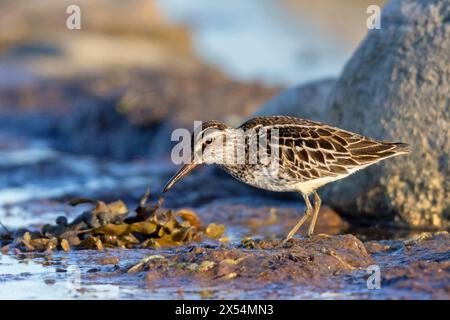 Sandfänger (Calidris falcinellus, Limicola falcinellus), am Ufer der Ostsee auf der Suche nach Nahrung, Schweden, Oeland Stockfoto