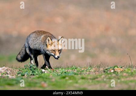 Rotfuchs (Vulpes vulpes), läuft auf offenem Boden und sucht nach Nahrung, Spanien, Andalusien, Sierra Morena Stockfoto