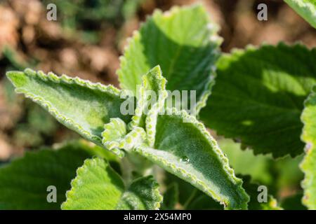 Australisches Zitronenblatt, grüner Samt (Plectranthus spec.), Blätter Stockfoto
