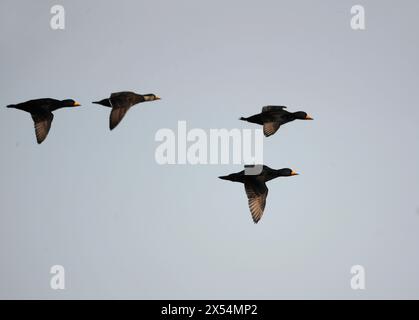 Amerikanischer Scoter, schwarzer Scoter (Melanitta americana), im Flug vor der Küste, einschließlich eines ersten männlichen Winters., Japan Stockfoto