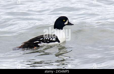 barrow's goldeneye (Bucephala islandica), on Water, USA, Alaska Stockfoto