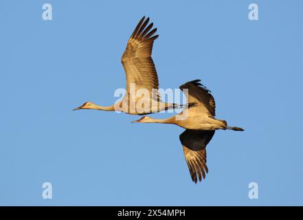 sandhill-Kran (Grus canadensis, Antigone canadensis), zwei Krane im Flug, USA, Alaska Stockfoto