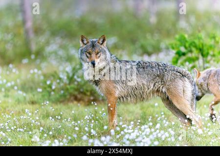 Europäischer Grauwolf (Canis Lupus Lupus), Erwachsener stehend in einem Sumpf mit Baumwollgras, Finnland, Kuhmo Stockfoto