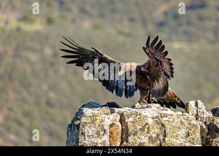 goldenadler (Aquila chrysaetos), Erwachsene landen auf einem Felsen, Spanien, Andalusien, Sierra Morena, Adamuz Stockfoto