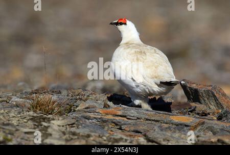 Alaska Rock Ptarmigan, Alaska Snow Chicken (Lagopus muta kelloggae, Lagopus Kelloggae), männlich in der Tundra, USA, Alaska Stockfoto