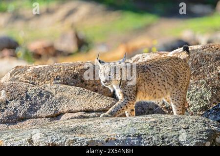 Der iberische Luchse (Lynx pardinus) verläuft über Felsen in einer dehesa, Spanien, Andalusien, Sierra de Andujar Nationalpark Stockfoto