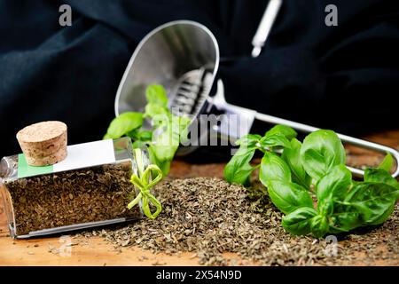 Basilikum (Ocimum basilicum), Basilikumblätter, frisch und getrocknet mit Kräutermühle und in einem Glas Stockfoto