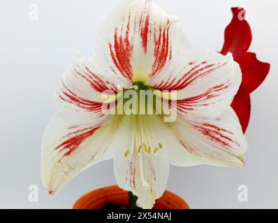 Die Amaryllis-Lilienblume und weißer Hintergrund Stockfoto