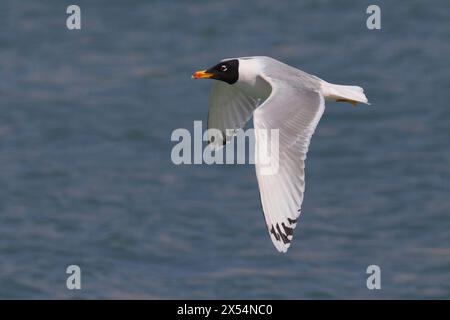 Große Schwarzkopfmöwe, Pallas-Möwe (Larus ichthyaetus, Ichthyaetus ichthyaetus), im Flug über das Meer, Seitenansicht, Kuwait Stockfoto