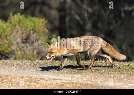 Rotfuchs (Vulpes vulpes), läuft auf offenem Boden und sucht nach Nahrung, Spanien, Andalusien, Sierra Morena Stockfoto