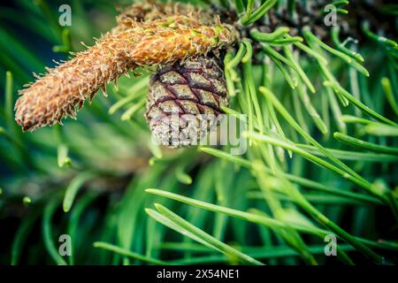 Bergkiefer, Mugopiefer (Pinus mugo), Kiefernzweig mit Kegel und männlichen Blütenknospen Stockfoto