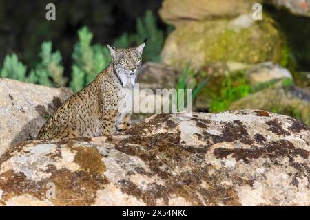 Der iberische Luchs (Lynx pardinus) liegt auf einem Felsen in der Dunkelheit, Spanien, Andalusien, Sierra de Andujar Nationalpark Stockfoto