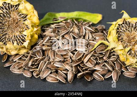 Gewöhnliche Sonnenblume (Helianthus annuus), Blumenkopf mit Reifen Sonnenblumenkernen Stockfoto