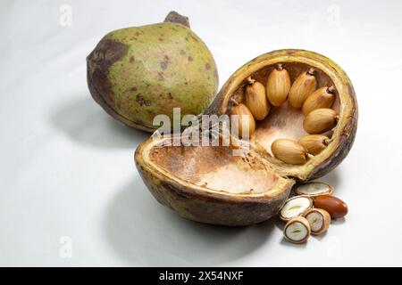 Baummutter, Badam. Nüsse in Perlen wie Muscheln. Pterygota macrocarpa. Ein Abkochen der Blätter wird gegen Magen-, Blasen- und Harnprobleme getrunken a Stockfoto