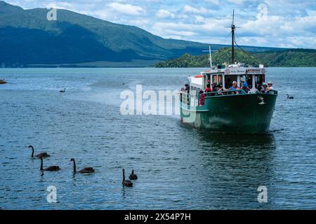 Ein Touristenboot führt an einigen schwarzen Schwänen vorbei am Lake Rotomahana, Waimangu Volcanic Valley, Bay of Plenty, Nordinsel, Neuseeland Stockfoto