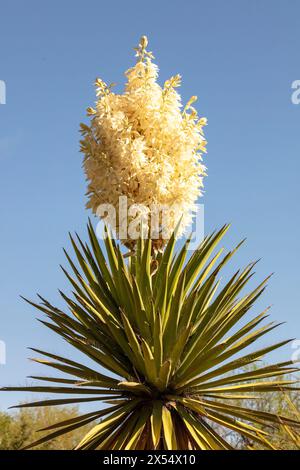 Natürliches, halbnahes blühendes Pflanzenporträt von Yucca Torreyi, einem riesigen Dolch, vor einem klaren blauen Himmel in Arizona im Frühling. Verführerisch, Erstaunlich, Stockfoto