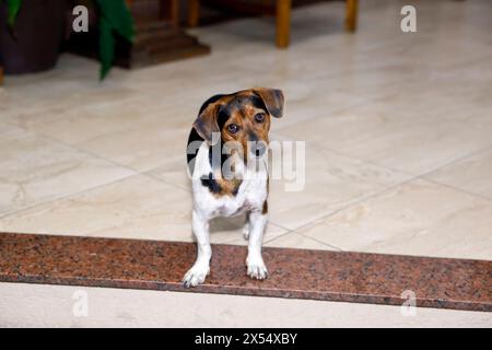 Kleiner Dackelhund in gelber, weißer und schwarzer Farbe und gemischter Rasse, der den Betrachter aufmerksam ansieht Stockfoto