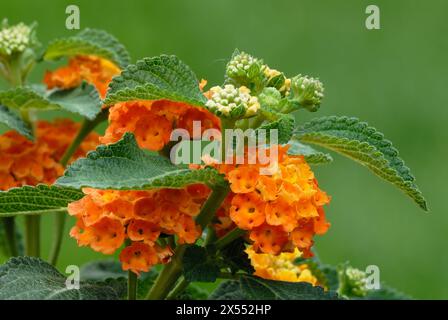 Gemeine lantana, Lantana Camara Blumen, Nahaufnahme. Volle Blüte. Zierpflanze mit Blättern. Isoliert auf einem natürlichen grünen Hintergrund. Trencin, Slowakei Stockfoto