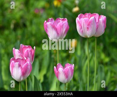 Tulip innuendo: Weiße und rosafarbene Tulpenvariante Stockfoto