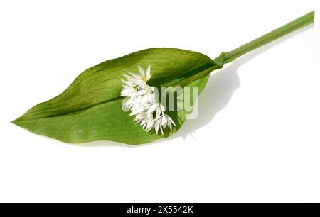 Baerlauch ist eine wichtige Wildkraut- und Heilpflanze die ein Knoblauchduft hat mit weissen Blueten. Sie hat mehrere giftige Doppelgaenger, wie Maigl Stockfoto