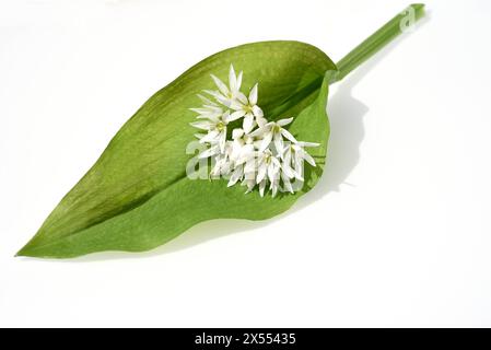 Baerlauch ist eine wichtige Wildkraut- und Heilpflanze die ein Knoblauchduft hat mit weissen Blueten. Sie hat mehrere giftige Doppelgaenger, wie Maigl Stockfoto