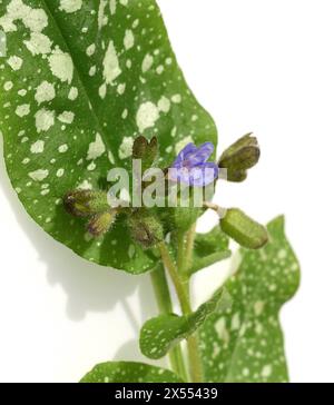 Lungenkraut, Pulmonaria, officinalis ist eine wichtige Heil- und Medizinalpflanze mit blauen Blueten. Lungenkraut Pulmonaria, officinalis ist ein wichtiger Faktor Stockfoto