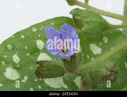 Lungenkraut, Pulmonaria, officinalis ist eine wichtige Heil- und Medizinalpflanze mit blauen Blueten. Lungenkraut Pulmonaria, officinalis ist ein wichtiger Faktor Stockfoto