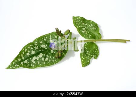 Lungenkraut, Pulmonaria, officinalis ist eine wichtige Heil- und Medizinalpflanze mit blauen Blueten. Lungenkraut Pulmonaria, officinalis ist ein wichtiger Faktor Stockfoto