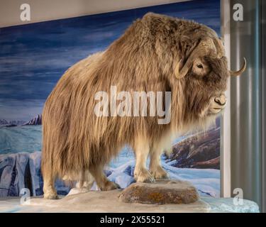 Muskox, Ovibos moschatus, Bodensee-Naturmuseum, Konstanz, Deutschland Stockfoto