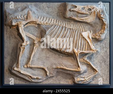 Hippotherium primigenium Fossil, Bodensee-Naturmuseum, Konstanz, Deutschland Stockfoto