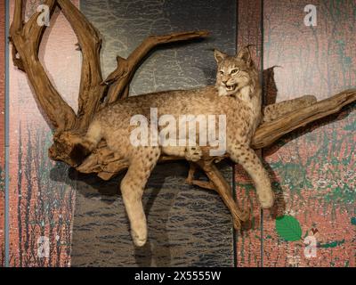 Eurasischer Luchs, Bodensee-Naturmuseum, Konstanz, Deutschland Stockfoto