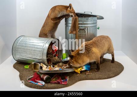 Füchse, die durch den Müll wühlen, Bodensee-Naturmuseum, Konstanz, Deutschland Stockfoto