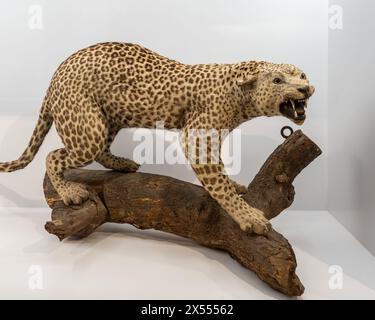 Leopard, Bodensee-Naturmuseum, Konstanz, Deutschland Stockfoto