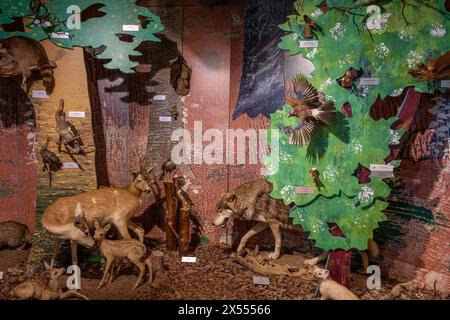 Bodensee-Naturmuseum, Konstanz, Deutschland Stockfoto