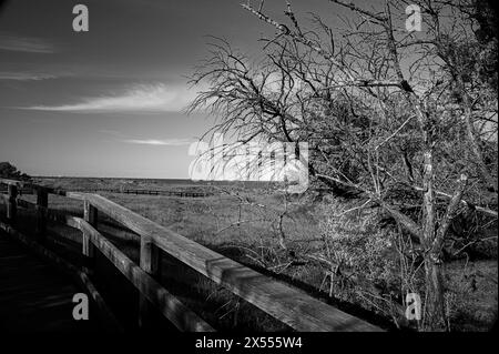 Der neue Waldweg von Punta Marina Terme erinnert mich an die Balearen Stockfoto