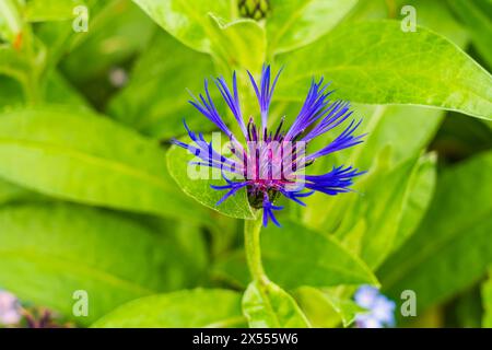 Centaurea Montana, eine Kornblume mit einer violett-blauen Spinnblume Stockfoto