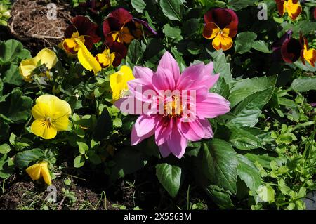 Kopenhagen, Dänemark /07 Mai 2024/Frühlingswetter in Denamrk floriert Werke in der dänischen Hauptstadt. (Foto. Francis Joseph Dean/Dean Pictures)( nicht für kommerzielle Zwecke) Stockfoto