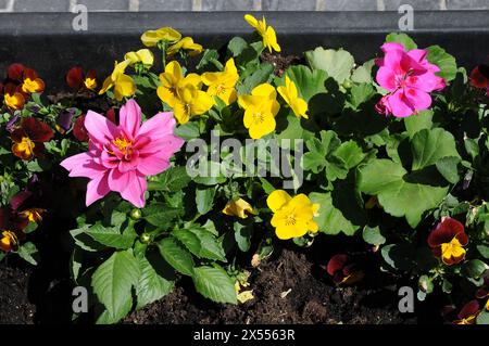 Kopenhagen, Dänemark /07 Mai 2024/Frühlingswetter in Denamrk floriert Werke in der dänischen Hauptstadt. (Foto. Francis Joseph Dean/Dean Pictures)( nicht für kommerzielle Zwecke) Stockfoto