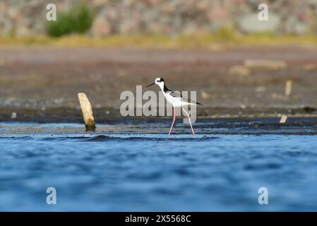 Südlicher Stelzen, Himantopus melanurus im Flug, Provinz La Pampa, Patagonien, Argentinien Stockfoto