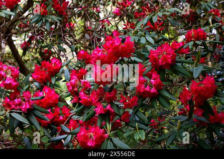 Nahaufnahme der roten Blüten und grünen Blätter des mehrjährigen Gartenstrauchs Rhododendron Karkow-Gruppe. Stockfoto