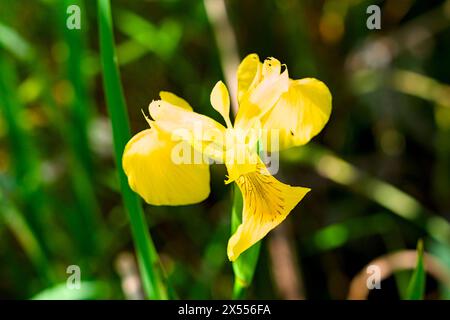 Wilde Orchideen in der Oase Punte Alberete (Italien, WWF) Stockfoto