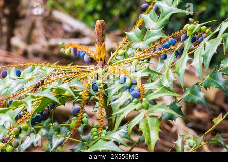 Blaue und grüne Beeren auf einem Mahonia-Baum (Mahonia aquifolium) Stockfoto