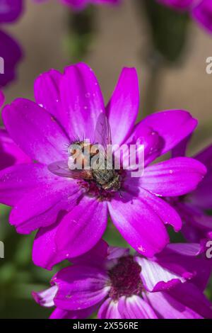 Peleteria rubescens, Parasitenfliegen Stockfoto