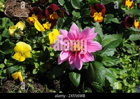 Kopenhagen, Dänemark /07 Mai 2024/Frühlingswetter in Denamrk floriert Werke in der dänischen Hauptstadt. Foto. Bilder von Francis Joseph Dean/Dean sind nicht für kommerzielle Zwecke bestimmt Stockfoto