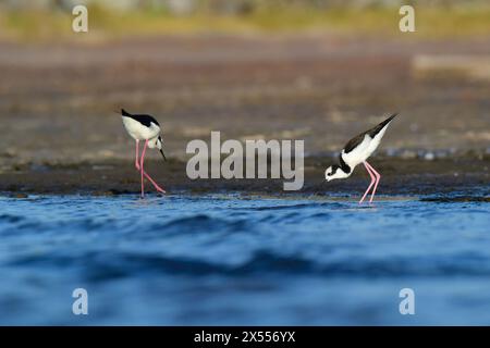 Südlicher Stelzen, Himantopus melanurus im Flug, Provinz La Pampa, Patagonien, Argentinien Stockfoto