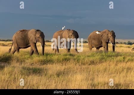 Elefantenherde mit Vögeln im Amboseli-Nationalpark im Kajiado County, Kenia, Ostafrika. Stockfoto